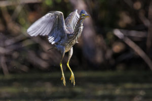 Green-Herons-R5_S1A6900-1