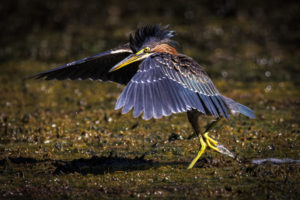 Green-Herons-R5_S1A8090