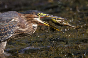 Green-Herons-R5_S1A8297-1