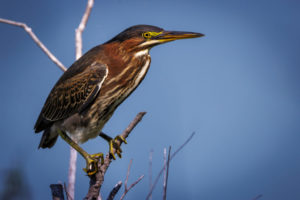 Green-Herons_