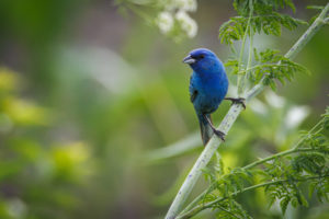 Indigo Bunting-1103