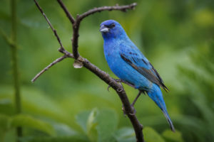 Indigo Bunting-2588-Bunting