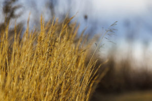 Park_Grasses_S1A0024-1