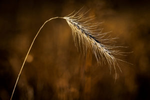 Park_Grasses_S1A0123-1