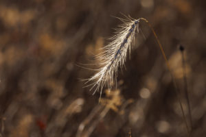 Park_Grasses_S1A0201-1