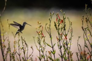 Texas-Hummingbirds