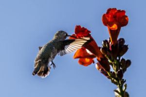 Texas-Hummingbirds-R7-5C7A1090-