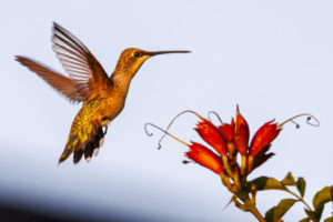 Texas-Hummingbirds-R7-5C7A1731-1