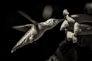 Texas-Hummingbirds_etc_S1A6885-Enhanced-NR-Toned