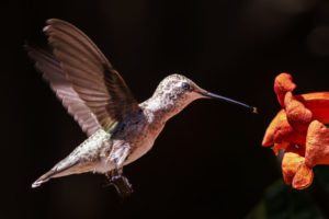 Texas-Hummingbirds_etc_S1A7096-