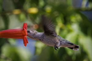 Texas-Hummingbirds_etc_S1A8581