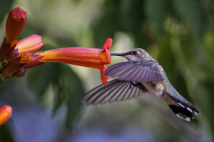 Texas-Hummingbirds_etc_S1A9358