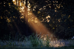 Trees-Flowers-Sunlight_S1A0033-1