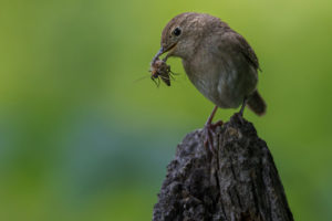 Wren-C7A6794-1