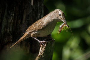 Wren_8798-1