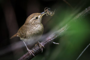 Wren_C7A6386-1