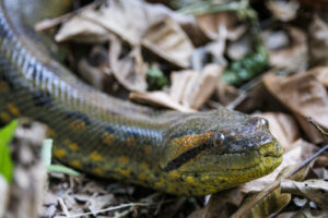 Anaconda-2024_M2A4102-1