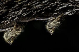 Bats-2024_M2A3605-1
