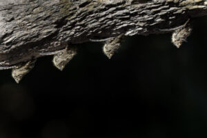 Bats-2024_M2A3608-1