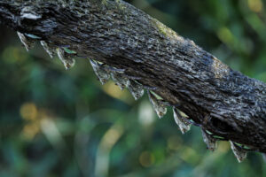 Bats-2024_M2A9343-Enhanced-NR-1