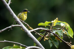 Bird-2024_6032-Enhanced-NR-1