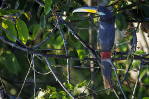 Bird-2024_M2A7371-Enhanced-NR-1