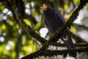 Black-Caracara-2024_M2A0243-Enhanced-NR-1