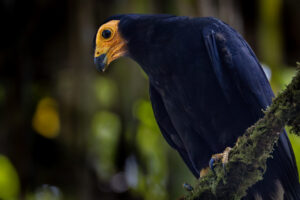 Black-Caracara-2024_M2A0252-Enhanced-NR-1