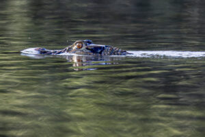 Caiman-2024_M2A2664-Enhanced-NR-1
