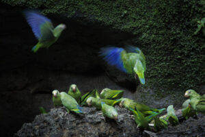 Cobalt-Winged-Parakeet-2024_M2A3158-Enhanced-NR-1