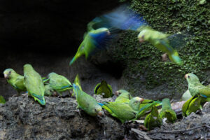 Cobalt-winged-parakeets-2024_M2A3143-Enhanced-NR-1