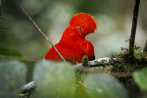 Cock of the Rock, Mindo, Ecuador