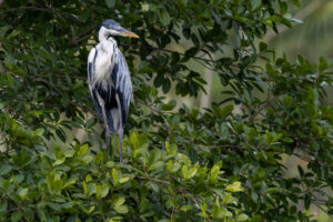 Cocoi-Heron-2024_M2A1353-Enhanced-NR-1