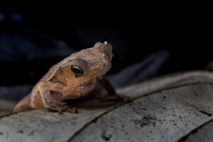Frog-2024_M2A3686-Enhanced-NR-1