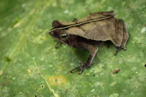Frog-2024_M2A3770-Enhanced-NR-1
