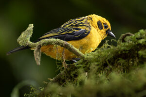 Golden-Tanager-2024_0360-Enhanced-NR-1