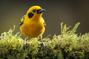 Golden-Tanager-2024_0401-Enhanced-NR-1