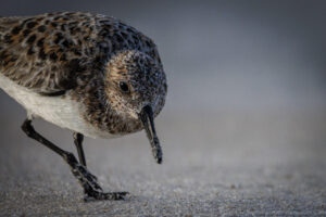 Gulf_Shores_S1A0145-1