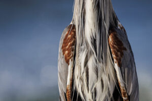 Gulf_Shores_S1A0426-1