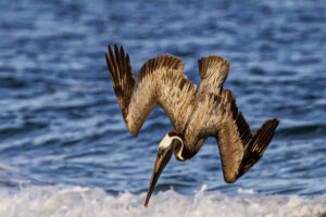 Pelican diving into gulf