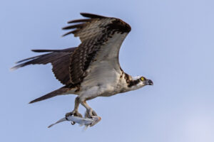 Osprey carrying a fish, Gulf Shores, Alabama