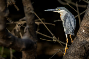 Heron-2024_7959-Enhanced-NR