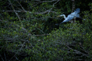 Heron-2024_M2A0332-Enhanced-NR-1