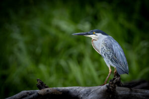 Heron-2024_M2A4943-Enhanced-NR-1
