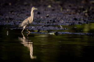 Heron-Stirated-2024_M2A3016-Enhanced-NR-1
