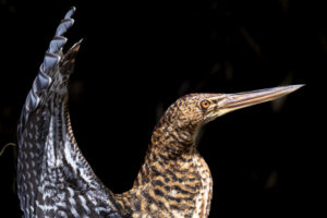 Heron-Tiger-Heron-2024_M2A0070-crop