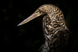 Heron-Tiger-Heron-2024_M2A0200-Hard-Light