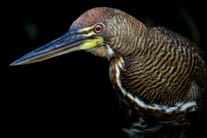 Heron-tiger-Heron-2024_M2A9750-Enhanced-NR-1