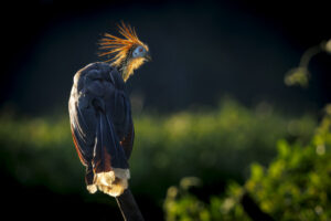 Hoatzin-2024_M2A0093-Enhanced-NR-1