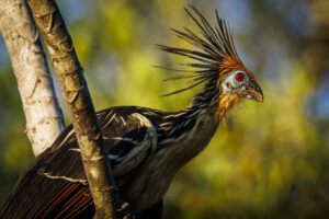 Hoatzin-2024_M2A0179-1